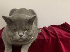 -屋虎猫馆(宝安大仟里店)