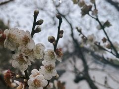 -苏州上方山国家森林公园