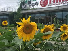 -田园东方蜜桃村的田野营地