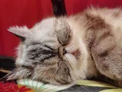 -猫色咖啡·猫咖
