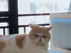 -喵园·猫主题咖啡厅·撸猫·猫咖(国贸店)