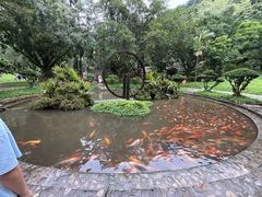 -莫里热带雨林景区