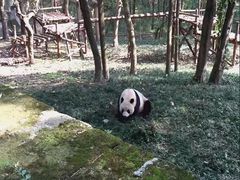 -成都大熊猫繁育研究基地