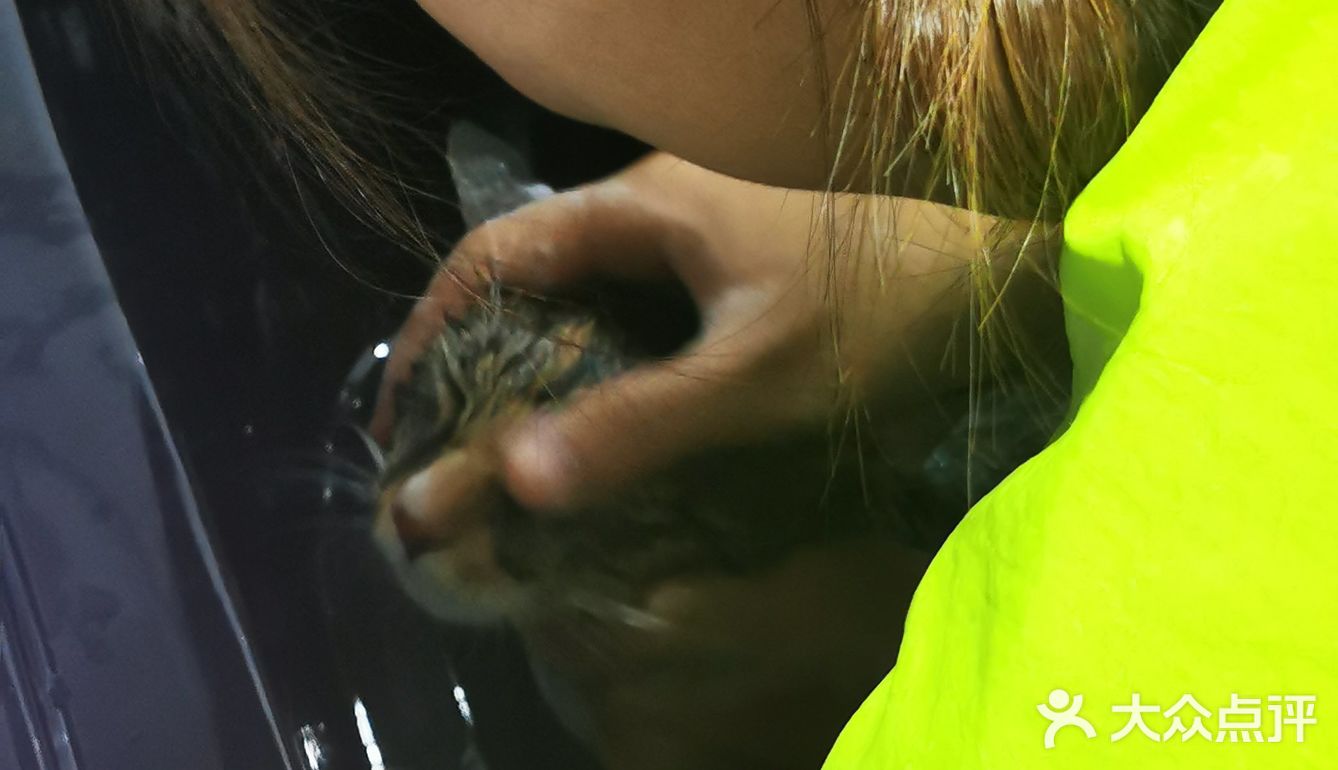 做个爱洗澡的猫吧