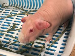 -藦茜花园宠物主题亲子互动体验馆(国顺东路店)