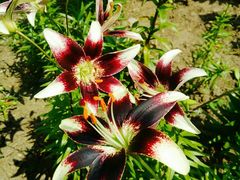 -长春公园(普阳街道)