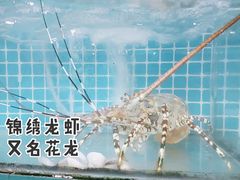 -锦里海景海鲜餐厅.三亚老字号(亚龙湾中心广场店)