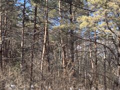 -帽儿山国家森林公园