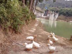 -铁山坪森林公园