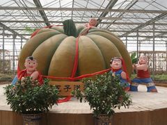 景点-观光南瓜园