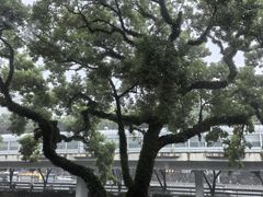 -广东胜利宾馆西关粤中餐厅