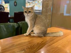 -猫小院猫主题餐厅(三里屯店)