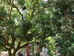 -从化深英荔枝黄皮龙眼采摘园