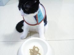 -创凡宠物医院·骨专科  猫科中心(西乡分院)