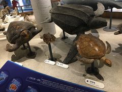 -青岛海底世界-水族馆