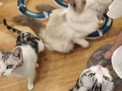 -有喵·猫咖·狗咖·30几只猫10只小狗(岗厦店)