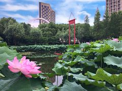 -陈家山荷花公园