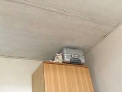 -严国平动物医院(德政总院)