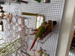 -吉丁鸟咖·异宠·寄养