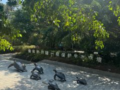 -广东惠东海龟国家级自然保护区
