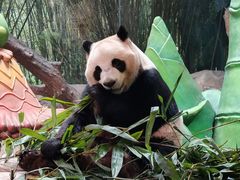 -广州长隆野生动物世界