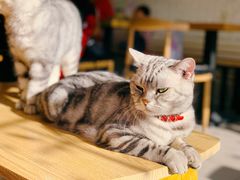 -平行世界·猫咖(首经贸店)