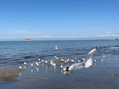 -青海湖国家重点风景名胜区