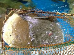 -蓝珊甄选海鲜自助·火锅大排档(近阿那亚店)