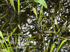 -昆山城市生态森林公园