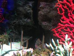 -暹罗海洋世界