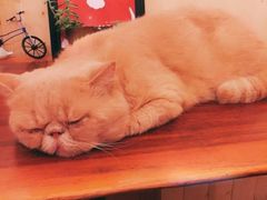 -猫色咖啡·猫咖