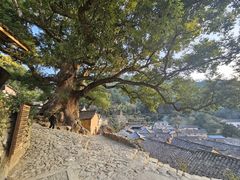 -杨家堂村