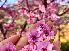 -桃源山庄·水蜜桃采摘·柴火鸡·烧烤团建(龙泉山店)