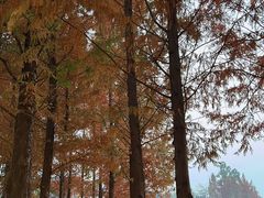 -白鹭湾湿地公园