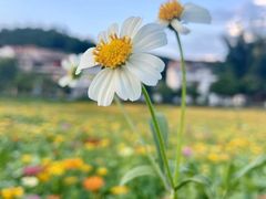 -广东花都香草世界旅游度假区