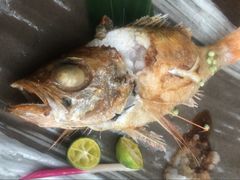 红睦鱼-炉匠炉端烧·酒(国金中心商场店)