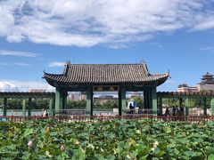 -莲花池公园