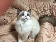 -Bastet sally猫舍购宠(静安店)