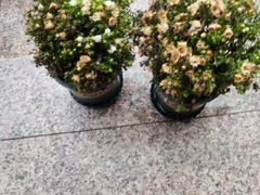 -百家班(花都店)