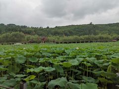 -渭南桃花源民俗文化园