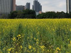 -光明小镇欢乐田园