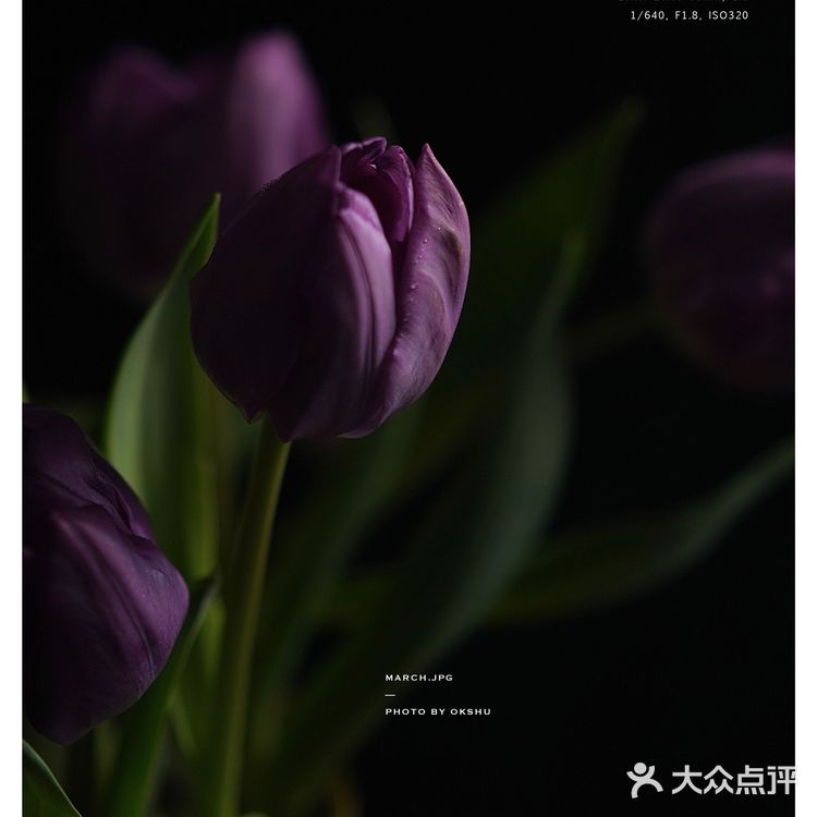 今日份花事 · 关于花的原图