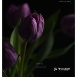 今日份花事 · 关于花的原图
