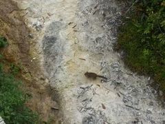 -黄龙山原始森林景区