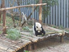 -黔灵山公园