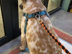 -严国平动物医院(德政总院)