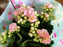 -双季花艺园艺市场(浦东店)