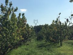 -意大利农场度假村