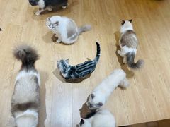 -1013 PET SHOP精品宠物商店(丁香店)