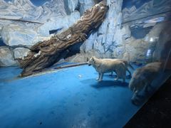 -泉城欧乐堡海洋极地世界